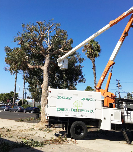 encinitas tree trimming company