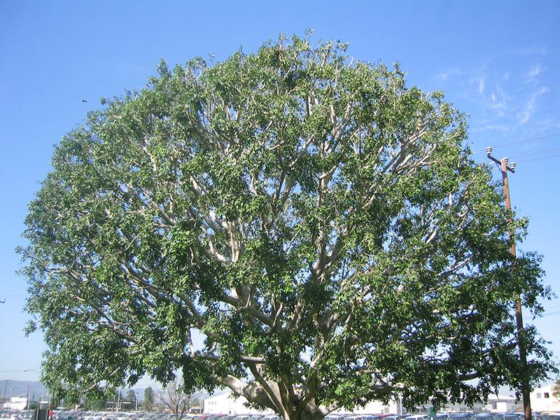 tree lacing company san diego