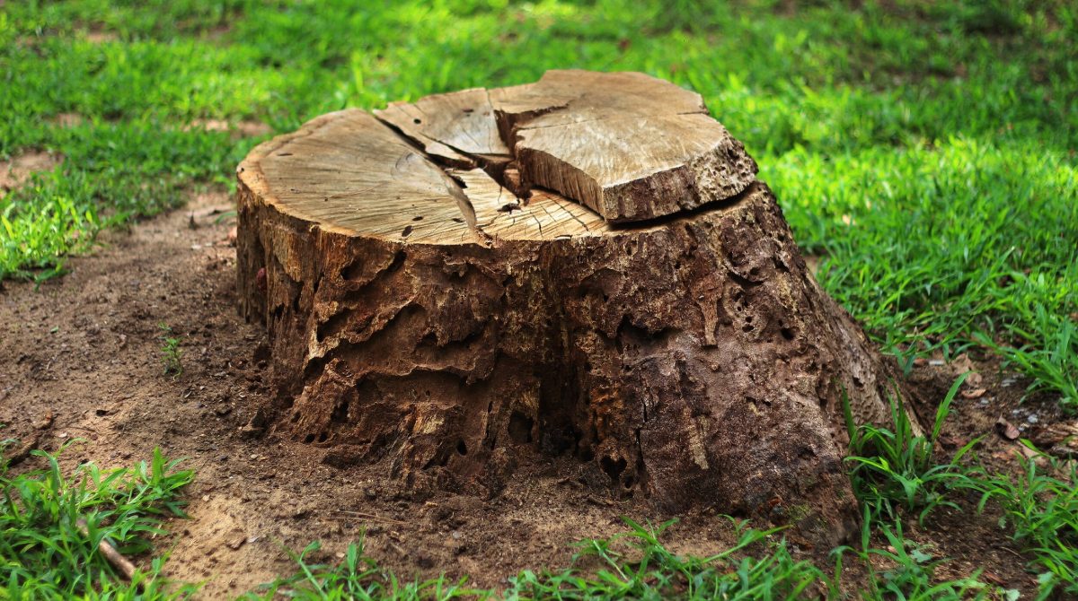tree stump grinding help
