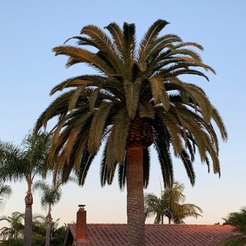 tree trimming company