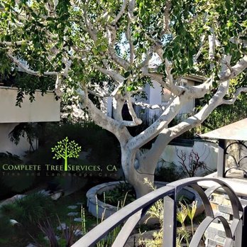 tree trimming contractor