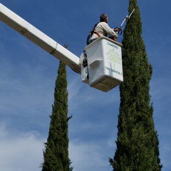 tree trimming services leucadia